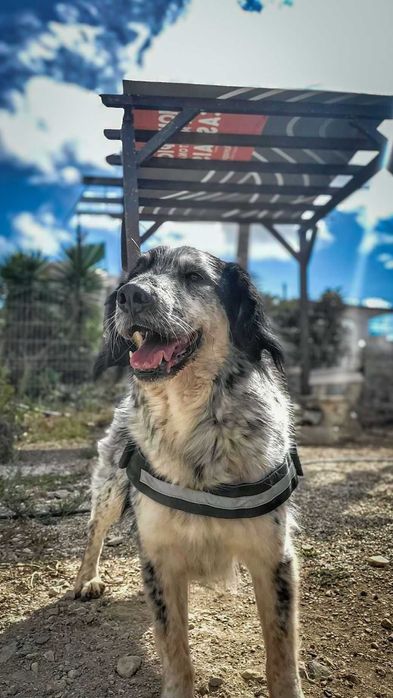 Chico - cão médio para adoção