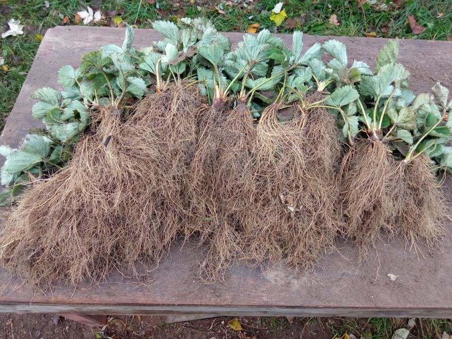 Брілла полуниця, клубніка