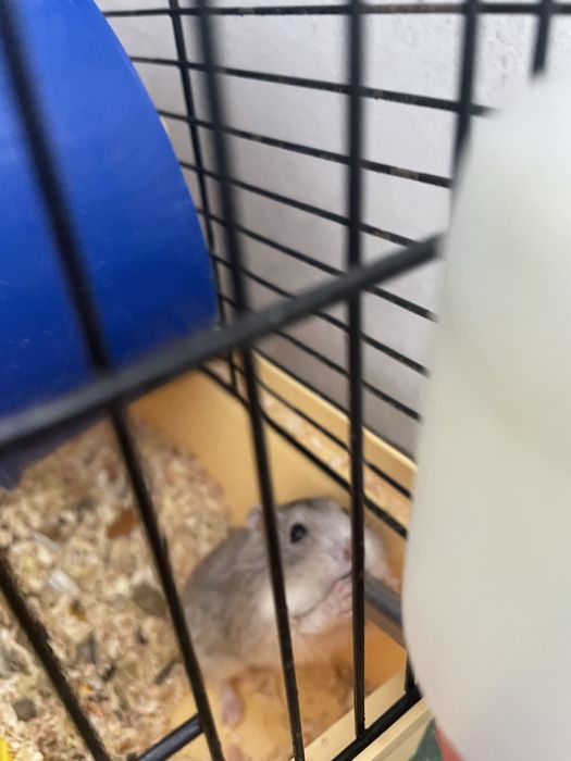 Хомяки Джунгарик 2 тваринки