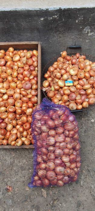 Продам домашню цибулю без нітратів і пестицидів.