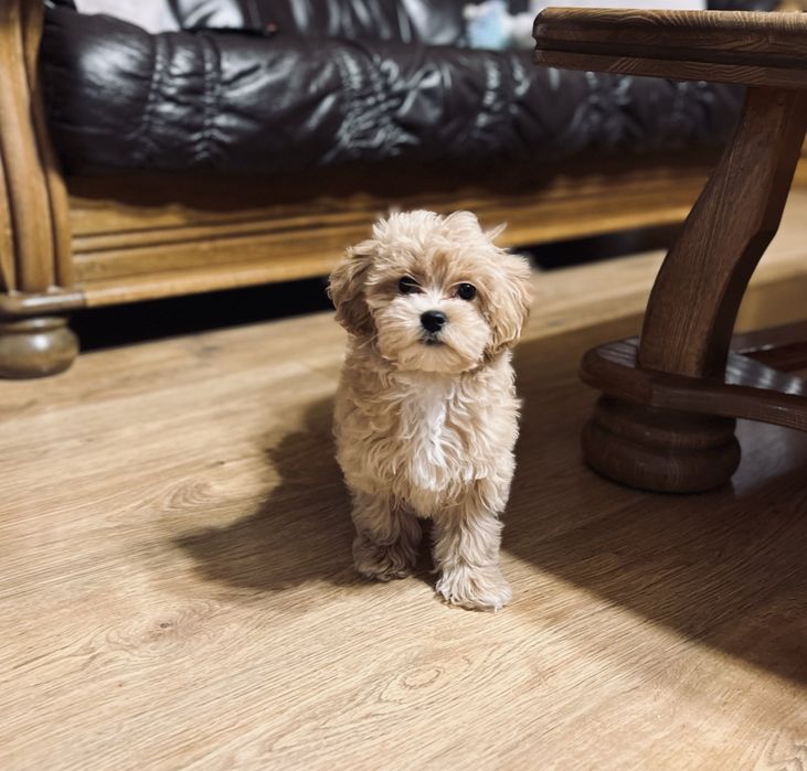 Maltipoo f1 suczka z Rodowodem