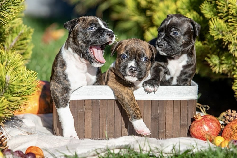 Официальный питомник американских стаффордширских терьеров КСУ