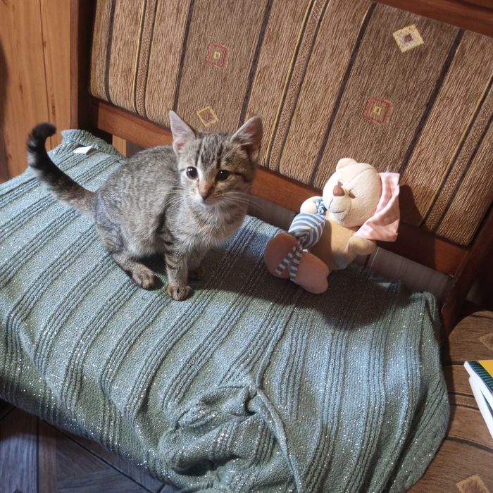 Oddam śliczną kotkę