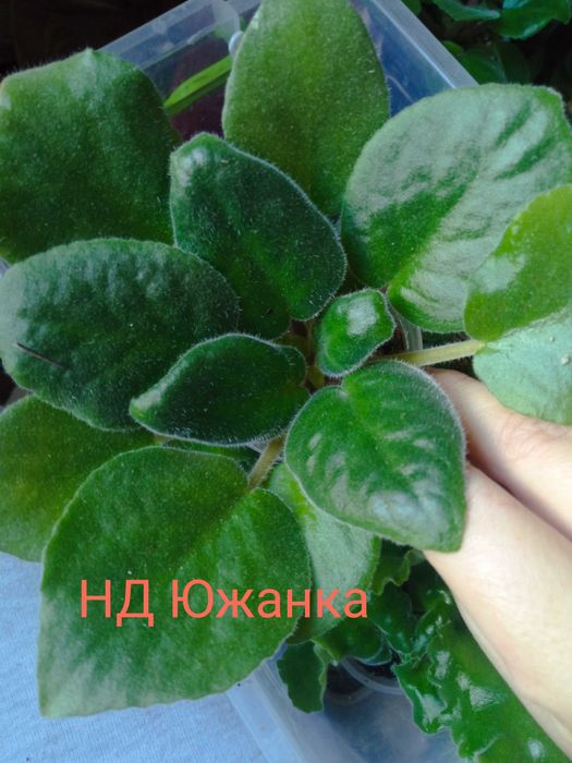 Продам фіалочки дітки, листочки з дітками