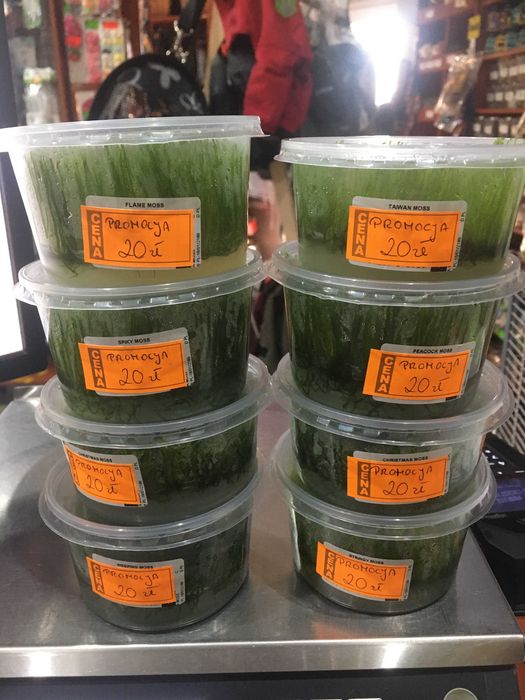 Gałęzatka kulista,Mech Christmas,Spiky,Weeping,Flame - TINA ZOO ZABRZE