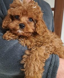 Cavapoo piesek piękny