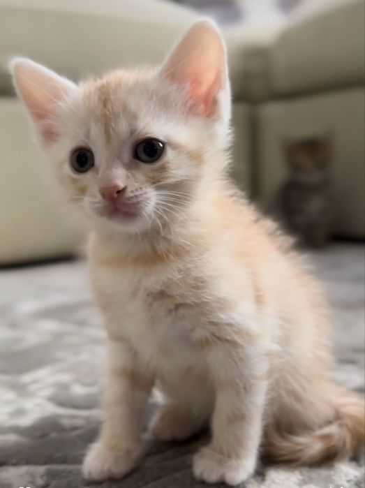 Віддамо котиків в хороші руки