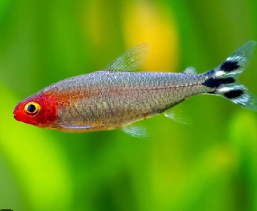 Nariz de bêbado normal e Albino