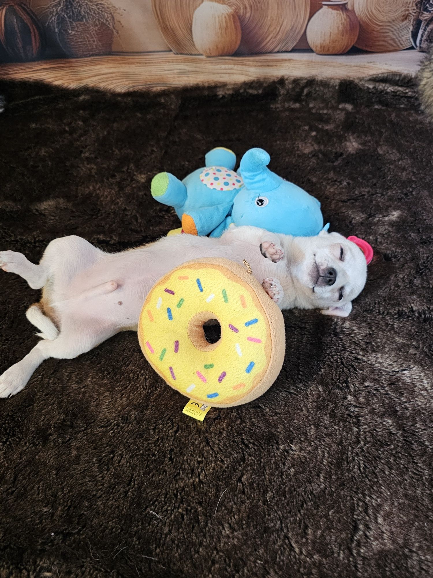 ***Piesek Xs chihuahua***
