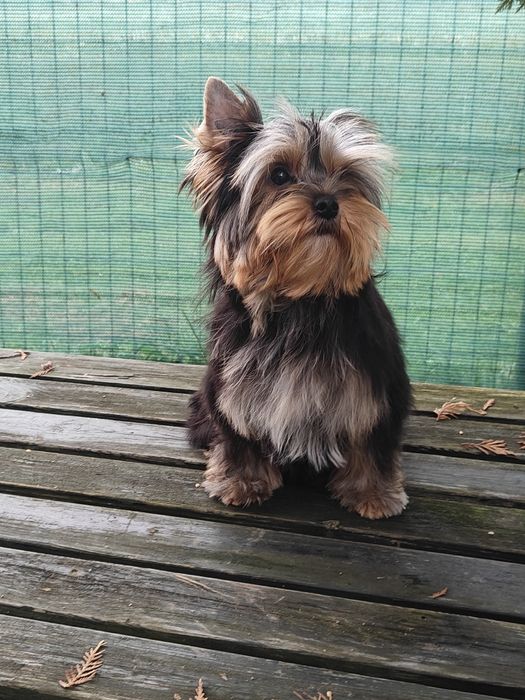 Yorkshire Terrier suczka ZKwP FCI