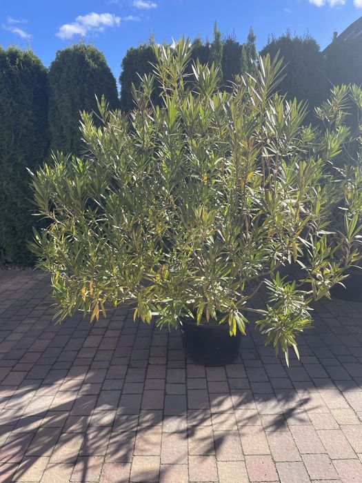 Kwiat doniczkowy oleander