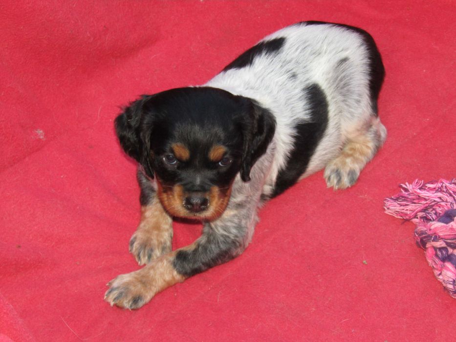 Epagneul Breton Variedade Tricolor LOP/Pedigree/Afixo.