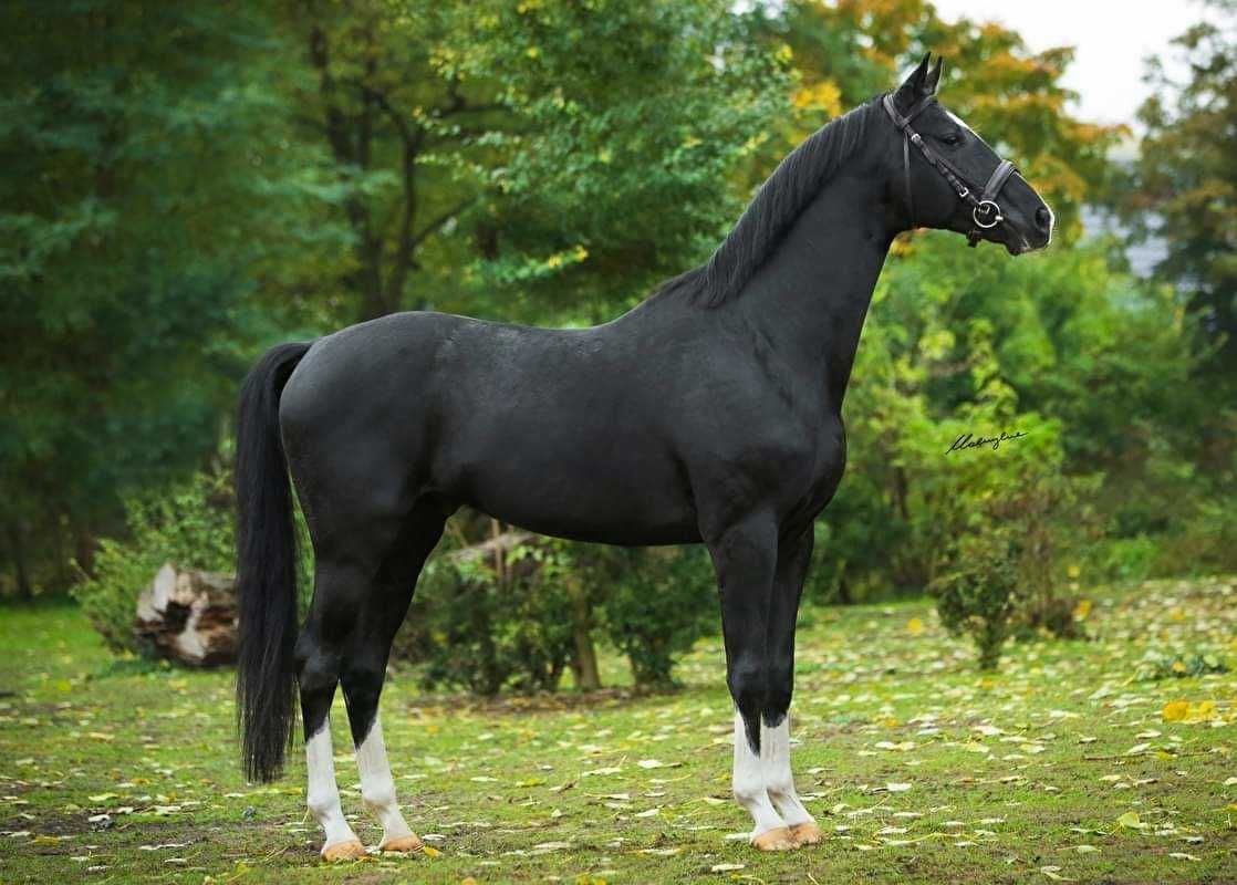 Ogierek Sp 1, 5 roku