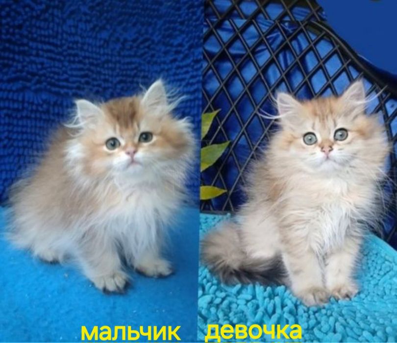 Золотая шиншилла длинношерстные британские