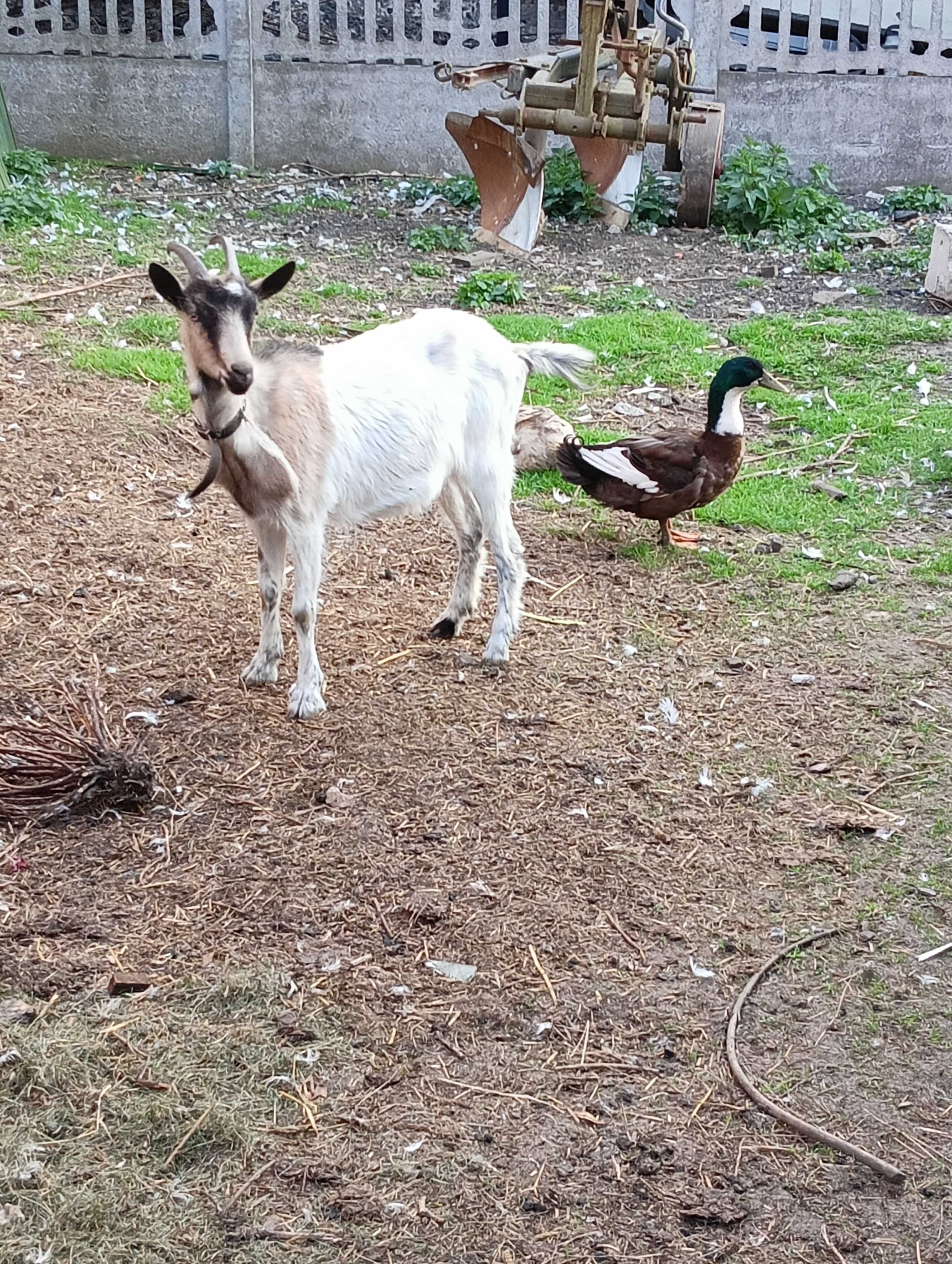 Koza roczna na sprzedaż