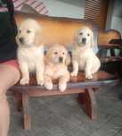 Golden retriever