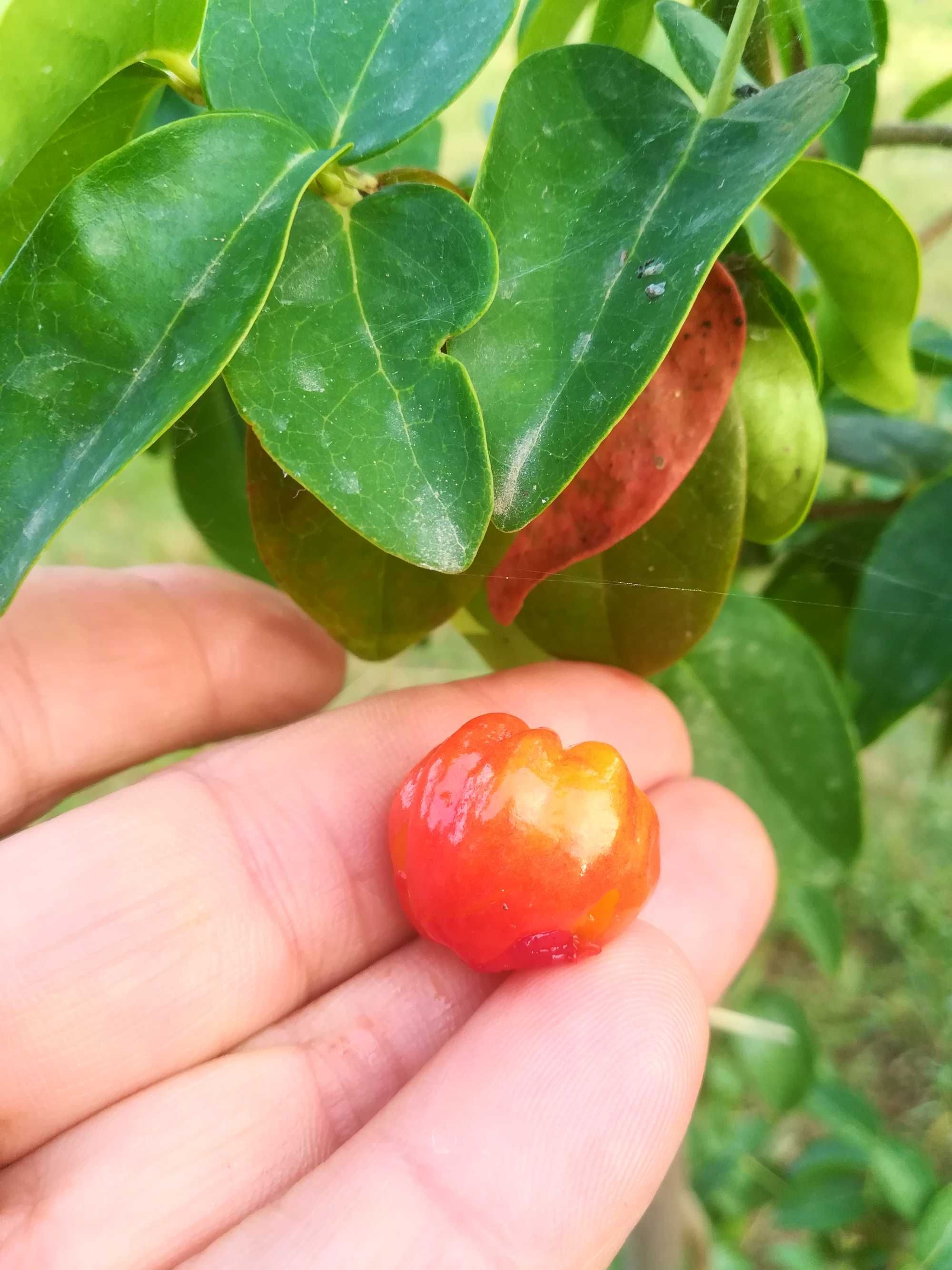 Pitanga Vermelha - Eugenia Uniflora