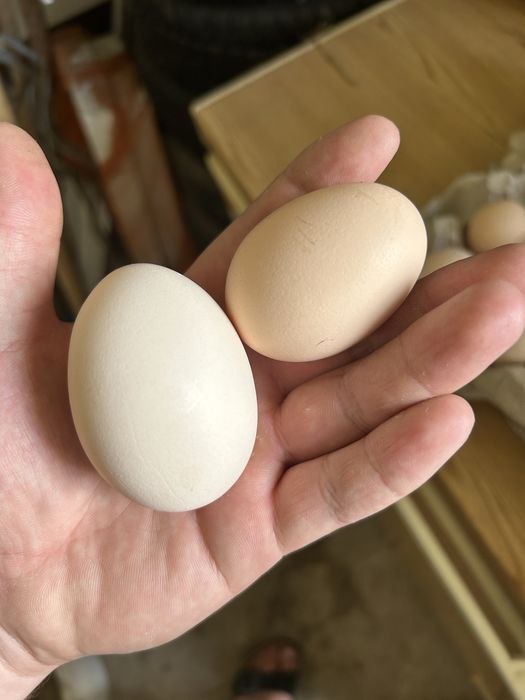 Sprzedam Jajka wiejskie i Jajka zielononóżki z wolnego wybiegu)