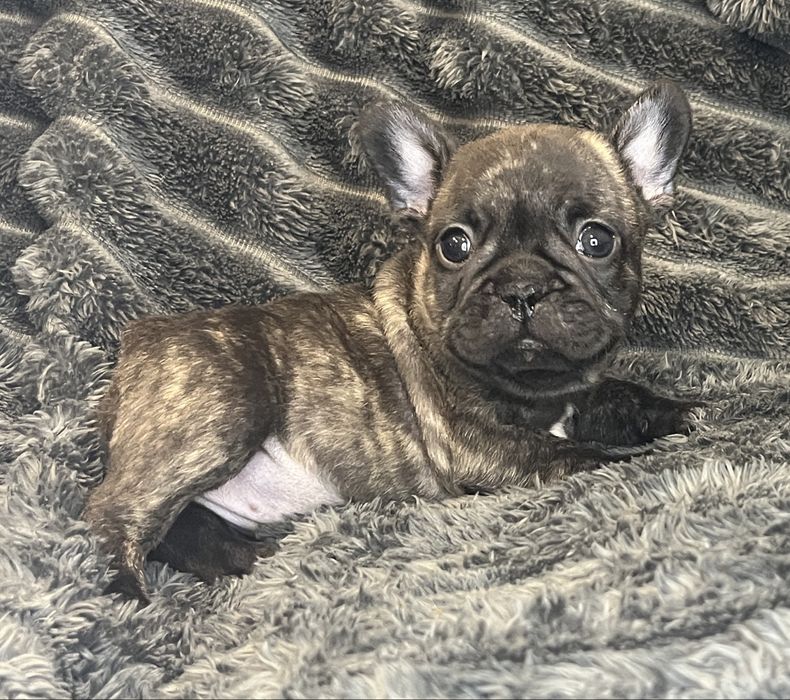 Buldog Francuski - pręgowana suczka ZKwP/FCI