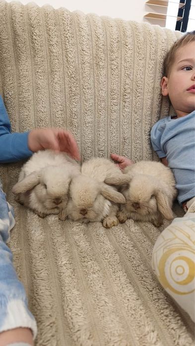 Królik miniaturka króliki mini lop