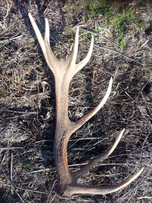 Роги оленя ріг рог