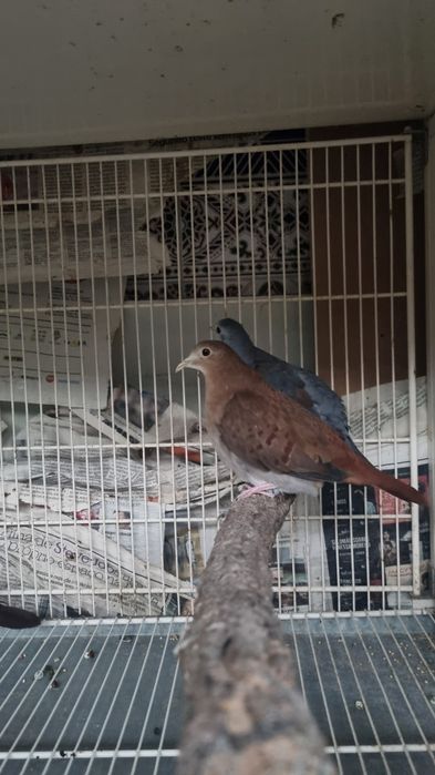 Rolas do México + tambor