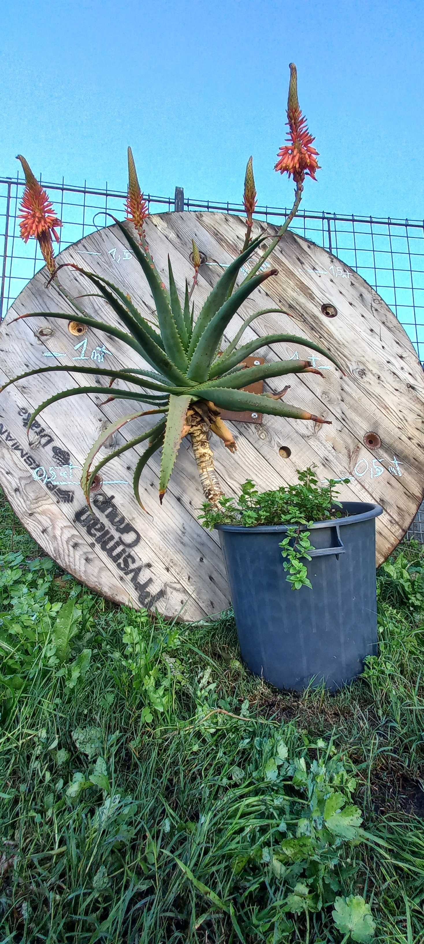 ALOE VERA - Planta grande em vaso