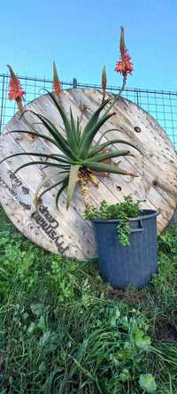 ALOE VERA - Planta grande em vaso