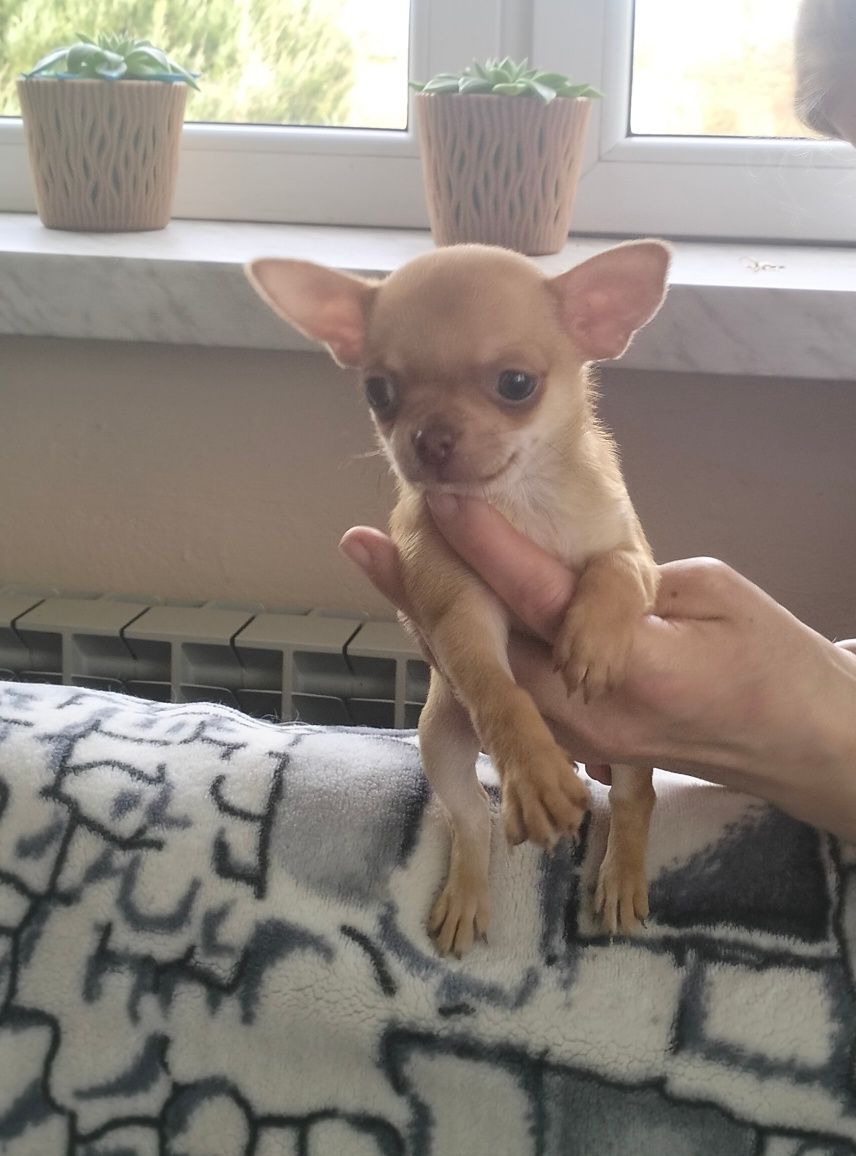 Sprzedam Chihuahua