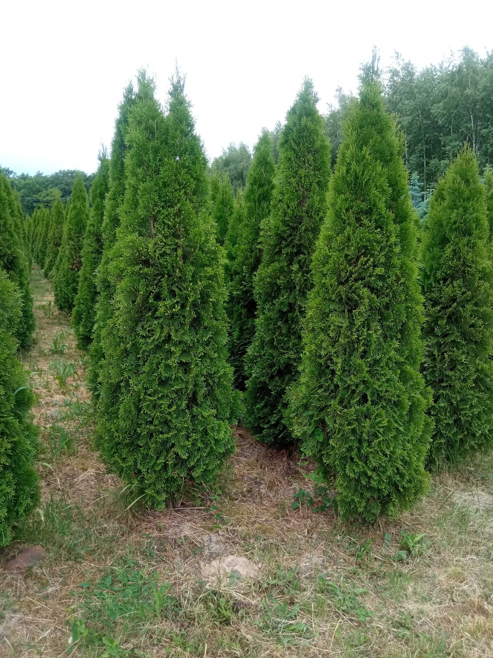 Tuja szmaragd, brabant, kurnik, kolumna 80-250cm, dowozimy, sadzimy
