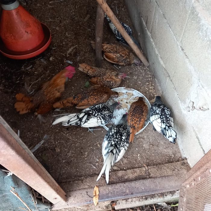 Vendo garnizos pratas e dourados