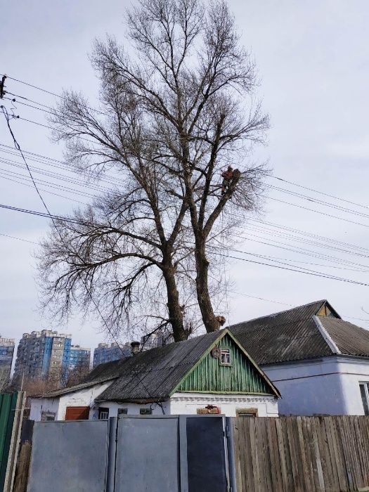 СПИЛ деревьев АЛЬПИНИСТами . Арборист, высотник. Дробилка веток.