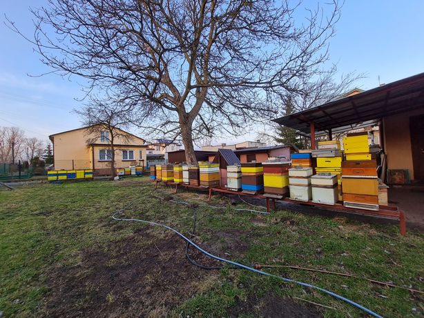 Rodziny pszczele pszczoły - używam izolatory chmary