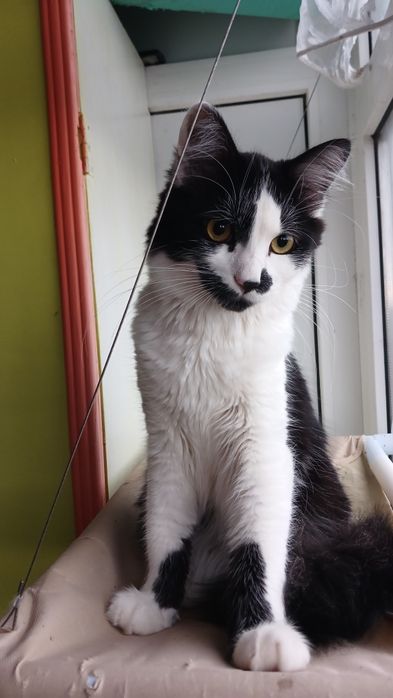 Котик, кошеня-підліток Адольф, 6міс