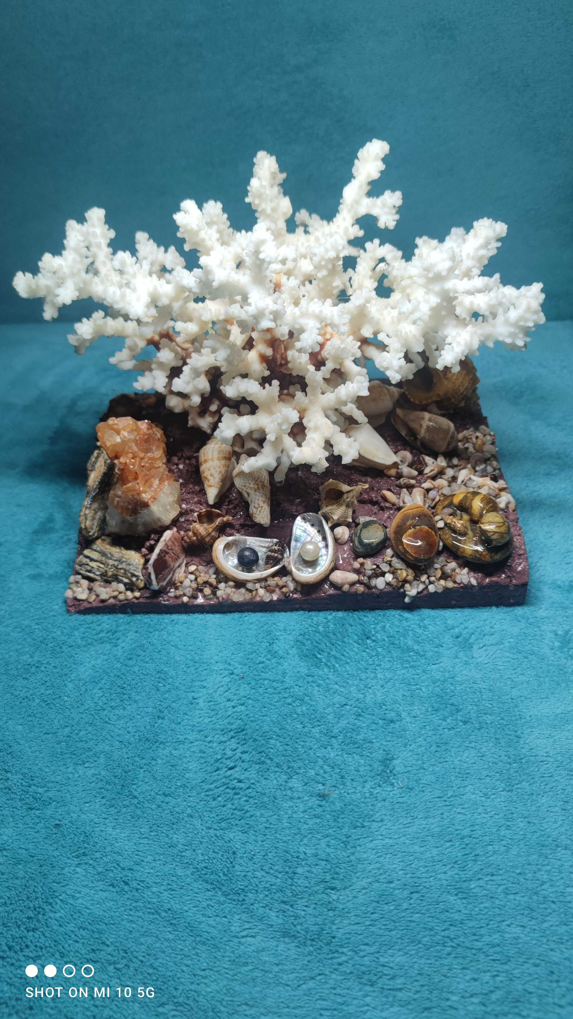 ozdoba akwariowa - koralowiec - naturalna