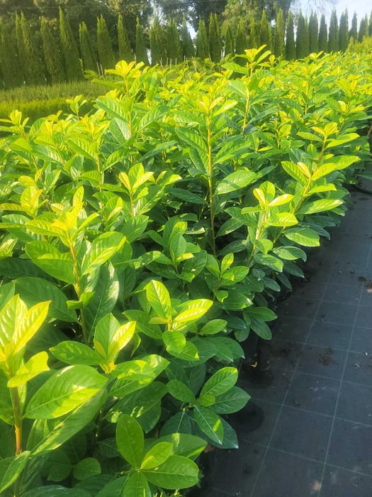 Laurowiśnia   novita, caucasica ,rutindofolia w donicy 5l -Łabiszyn