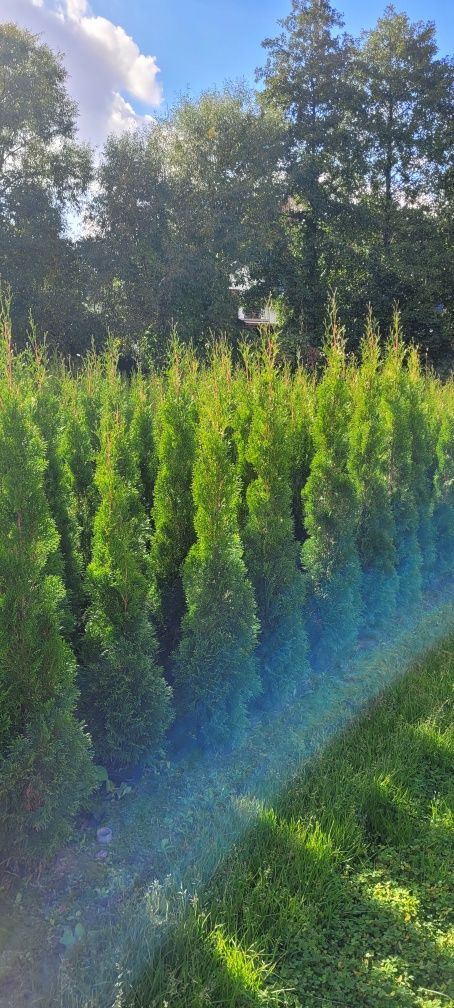 Tuja Smaragd 120 cm tuje szmaragd laurowisnia 140 thuja brabant leszno