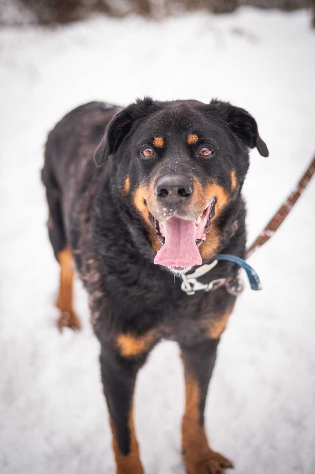 Rottweiler ALEX szuka kochającego domu!