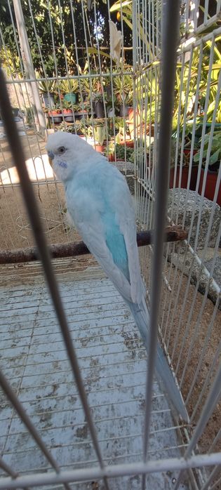 Periquito celeste diluído asa clara