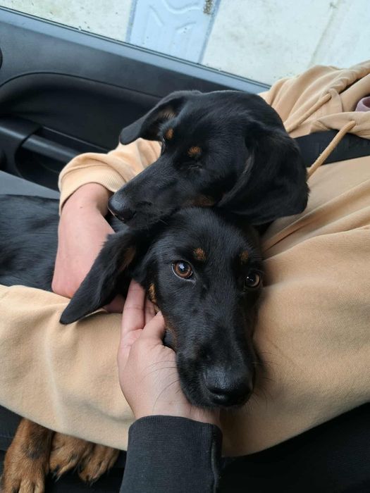 do adopcji szczeniaki ISKIERKA I MIGOTKA