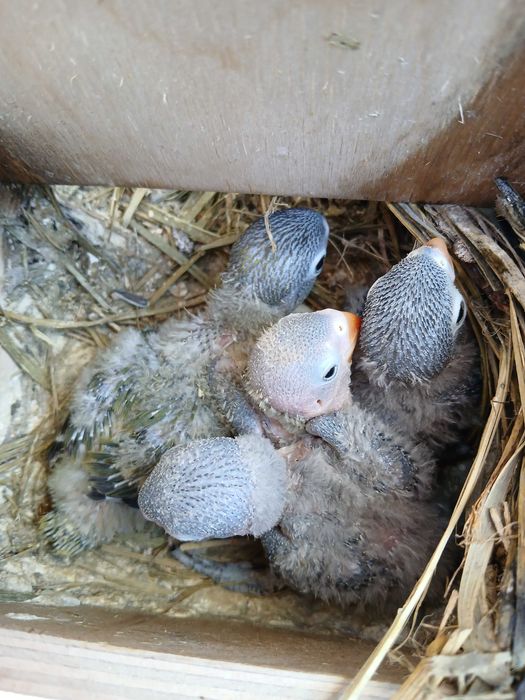 Agaponis Personatas e ficher