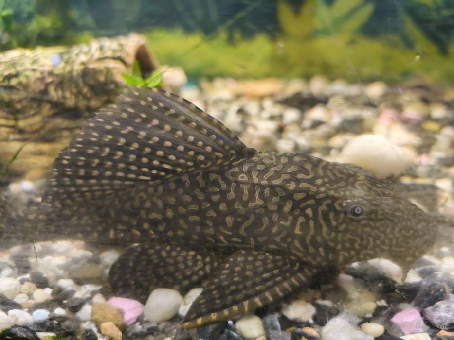 Duży glonojad. "Zbrojnik lamparci"