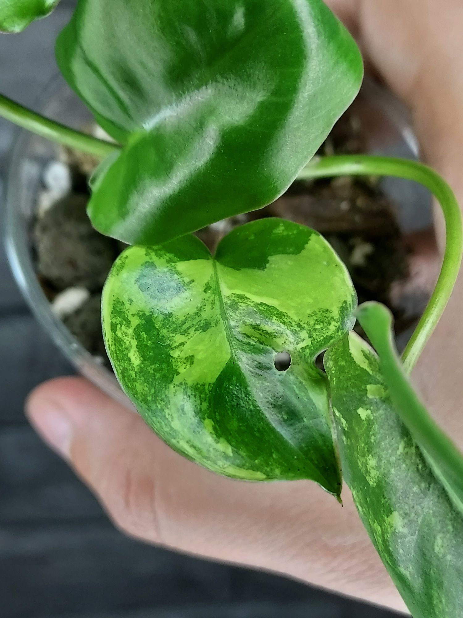 Philodendron Burle Marx Variegata #4