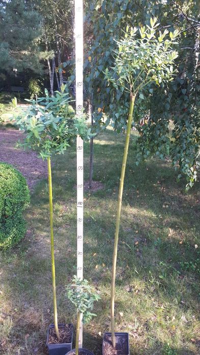 Верба штамбова Хакуро-Нішикі