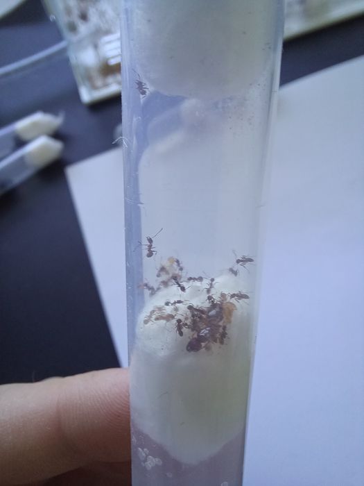 Pheidole cf. pallidula Q + 20-25 W mrówki formikarium