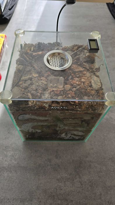 Formikarium plus mrówki