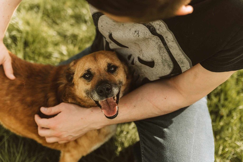 Do adopcji 3 letni śliczny psiak