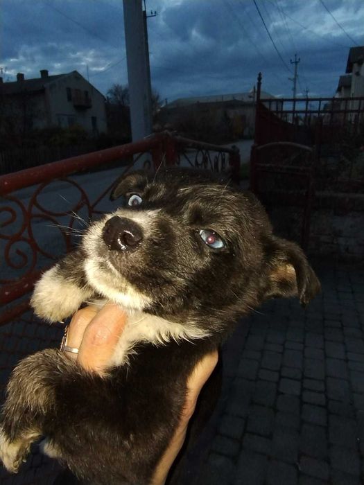 Синьоокі красуні