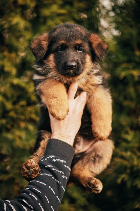 Owczarek niemiecki Owczarki niemieckie