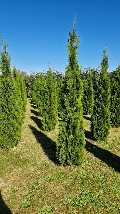 Tuja szmaragd z gruntu 2-2.5m Piękne zdrowe